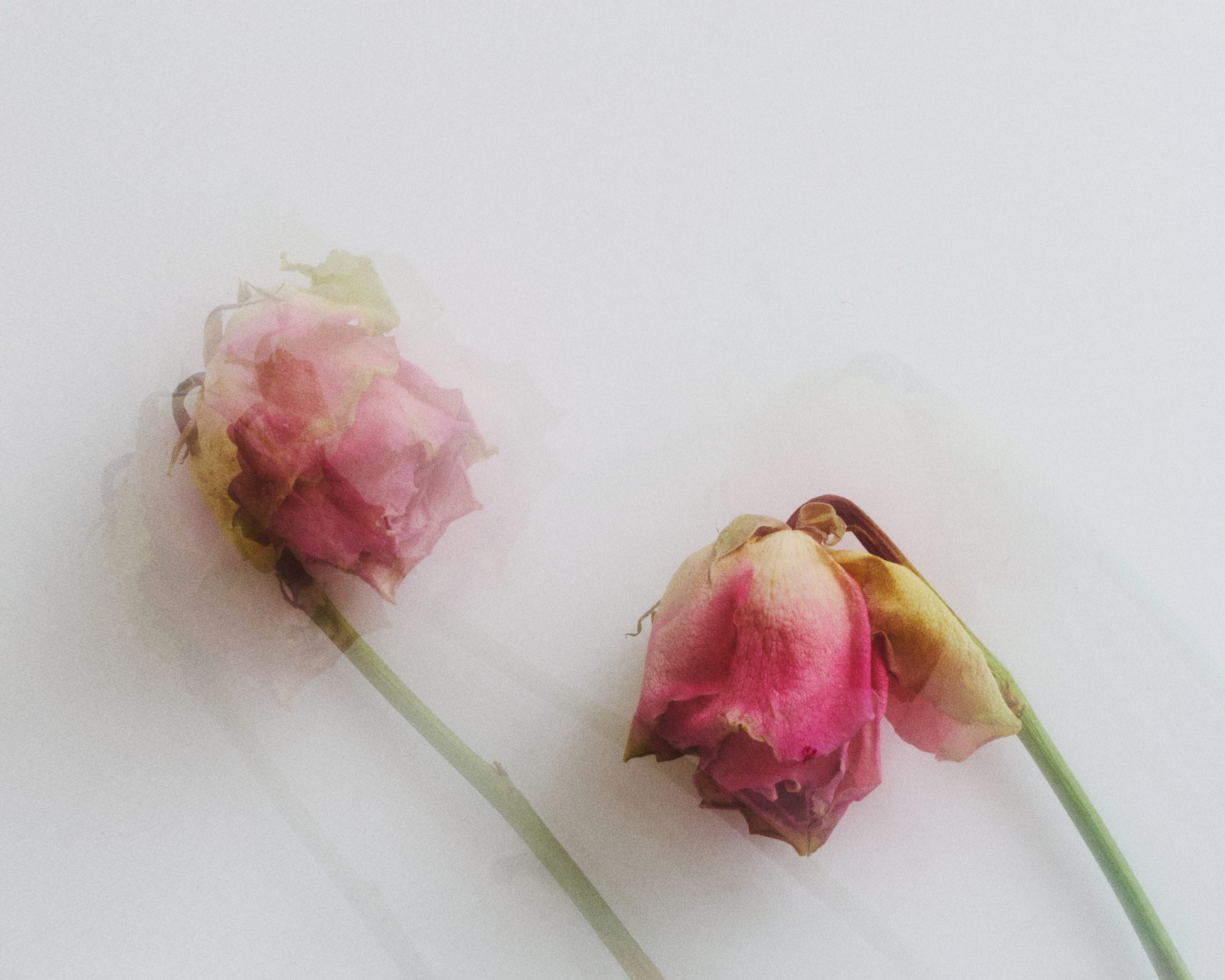 Still life, products, flowers and food